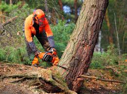 Best Tree Disease Treatment  in Prescott, WI